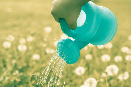 hand sprinkles grass from the watering can and sprouts of dandelions in the garden or park, on a...