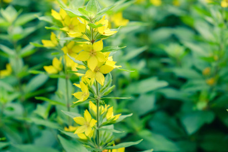 flower background yellow floral bloom beautiful spring. celebration.の写真素材