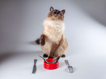 Domestic cat eating food from bowl, animal pet,  beautiful.の写真素材
