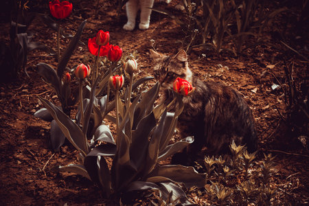 adorable cat is playing in the yard with tulips