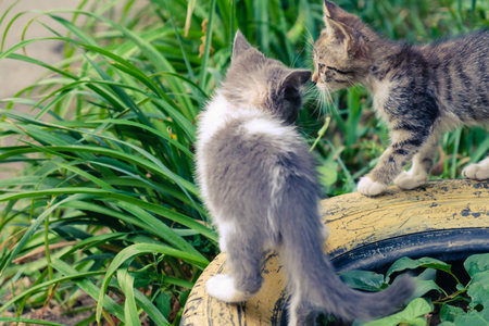 kitten cat stray cute pet animal feline. outdoor.の写真素材