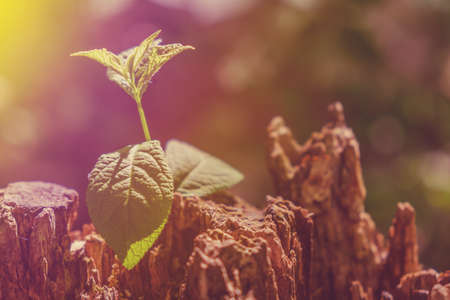 New Life concept with seedling growing leaf sprout tree. Business development symbol idea.の写真素材