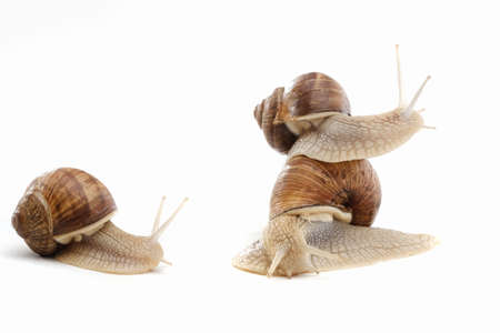 snail white background animal brown food isolated. shell tentacle.の写真素材