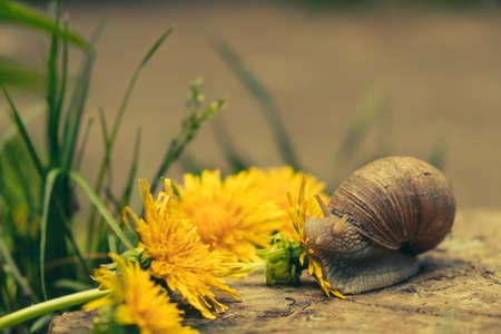 Large close up snail crawls along the wooden cover.の写真素材