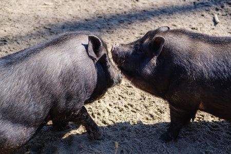 Agriculture pork meat piggy piglet animal farm, young.の写真素材