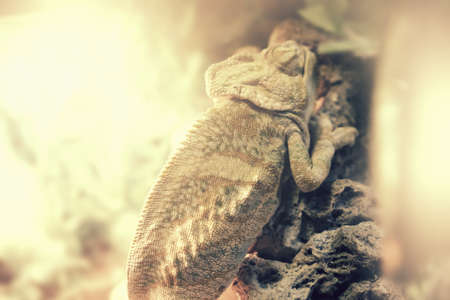 Common Chameleon on a branch of tree in nature close-upの写真素材