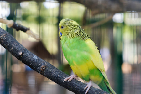Lovebird parrots sitting together on a tree branch, love concept