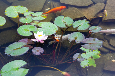 Carp in pond, colorful fish, japanese nature,  asian lakeの写真素材