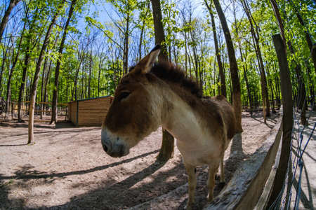 Donkey farm cute rural animal mammal mule, grass.の写真素材