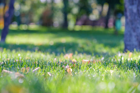 Fresh spring green grass and sun in the parkの写真素材