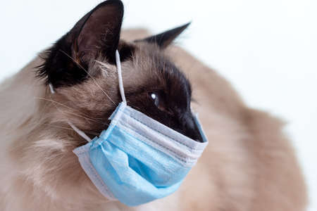Mask coronavirus covid 19 flu respiratory protection, cat health.の写真素材