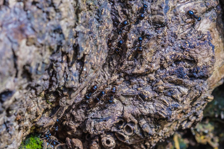 Big ants inside the nest, ant workers in colony, macro close up