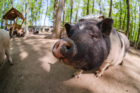 Pig animal on farm, mammal domestic nose pork, swine.の写真素材