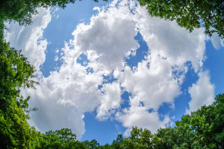 forest sky wide angle tree cloud summer, green.の写真素材