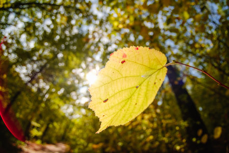 nature tree forest landscape sky green light, sun wood.