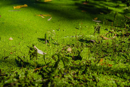 Mysterious morning time in close up swamp area landscape.の写真素材