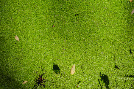 Mysterious morning time in close up swamp area landscape.の写真素材