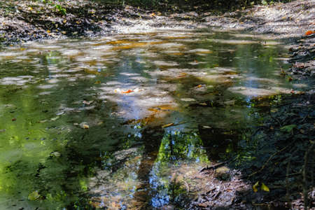 Mysterious morning time in swamp area landscape.の写真素材