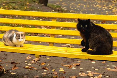 Cute pet cat animal autumn nature outdoor. outside background