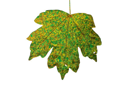 Colorful foliage autumn fall background isolated white. white isolated