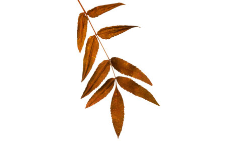 Colorful foliage autumn fall background isolated white. isolated