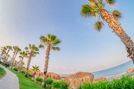 Palm tree, summer blue sky nature background. sunlight greenの写真素材