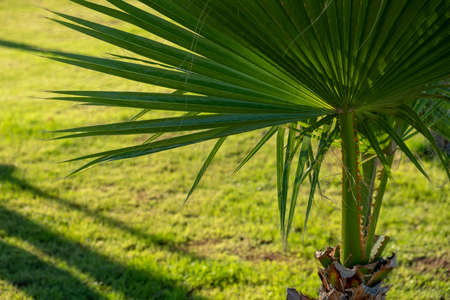 Green tree palm plant on grass landscape field. land growthの写真素材