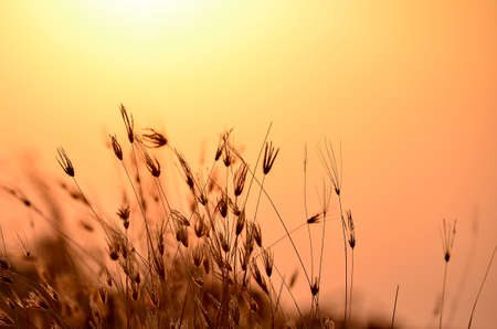 Natureの写真素材