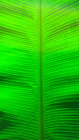 Texture of a Banana Leaf as a Background
