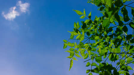 Close up Green Leaves against the Skyの写真素材