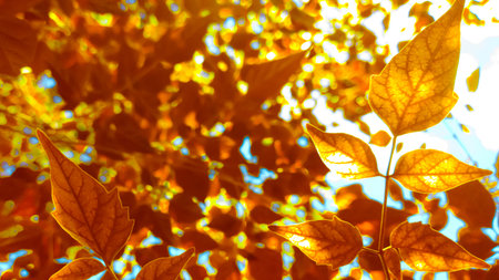 Blurry Autumn Sun Light Leaves Brightly Backlit Background