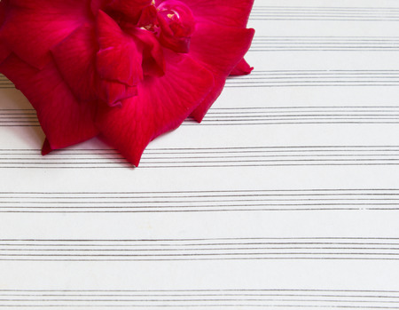 red rose on blank sheet musicの写真素材