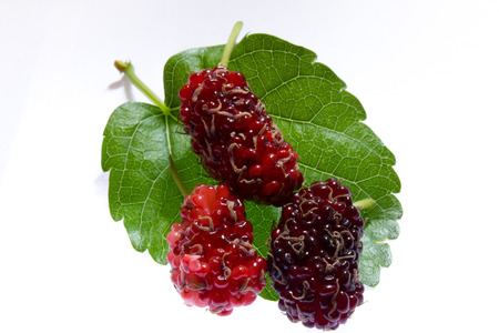 mulberries with a leaves. Isolated on a white background.の写真素材