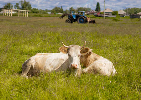 White cow in a meadow in the village in summerの写真素材