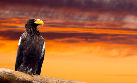 Beautiful eagle on sunset background