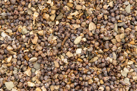 Many small seashells on the riverbank, texture in good qualityの写真素材