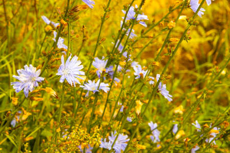 Delicate lilac wildflowers in a summer meadowの写真素材