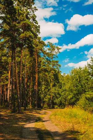 Road in pine forest, blue sky with cloudsの写真素材