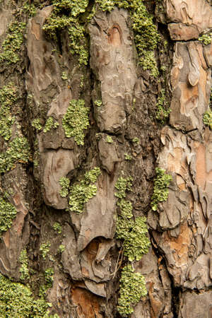 Moss covered tree bark textureの写真素材