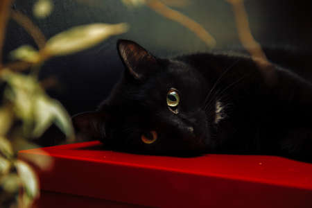Black cat on the background of a black wall looking at the cameraの写真素材