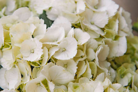 White hydrangea flowers close up. Beautiful summer backgroundの写真素材