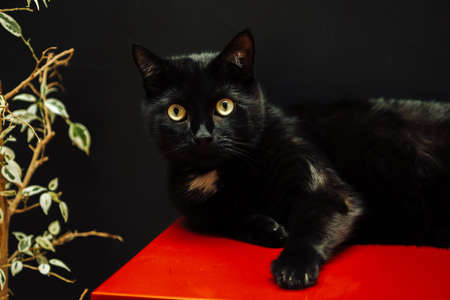 Black domestic cat on a black wall background looks at the cameraの写真素材