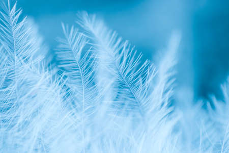 Abstract background with soft focus. Light white feathers on a blue backgroundの写真素材