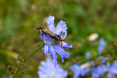 Two wasps sitting on a flower close-up. High quality photo