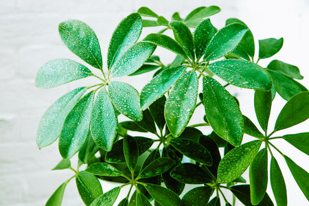 Indoor plant with water drops on the leaves. Schefflera is a home flower. High quality photo