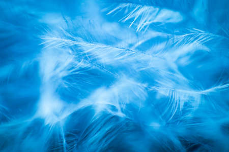 Abstract background with soft focus. Light white feathers on a blue backgroundの写真素材