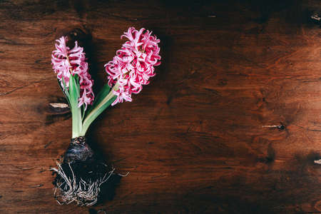 Pink blooming hyacinth on a textured wooden background, top view, free space for textの写真素材