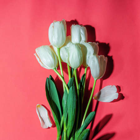 Bouquet of spring white tulips on a pink background. Modern harsh lighting with shadows, square photoの写真素材