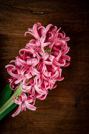 Pink blooming hyacinth on a textured wooden background, top view, vertical photoの写真素材