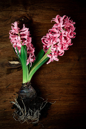 Pink blooming hyacinth on a textured wooden background, top view, vertical photoの写真素材